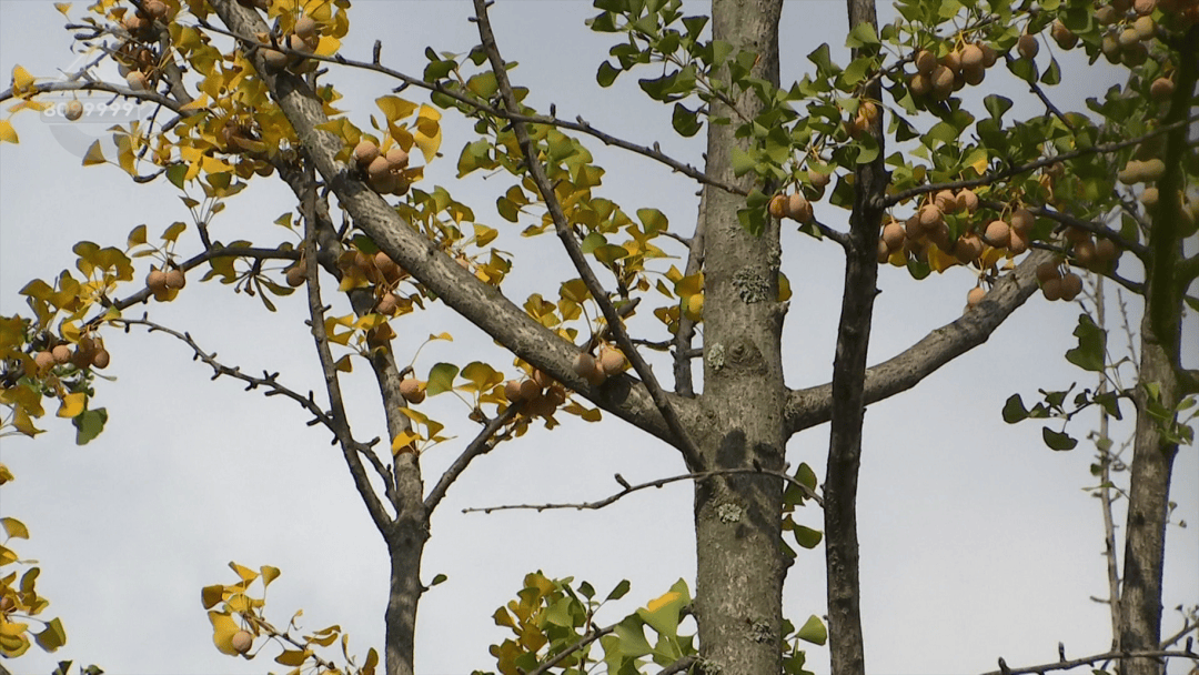 皇冠信用網在哪里开通
_不要捡皇冠信用網在哪里开通
！不要吃！昆明街头正大量出现……
