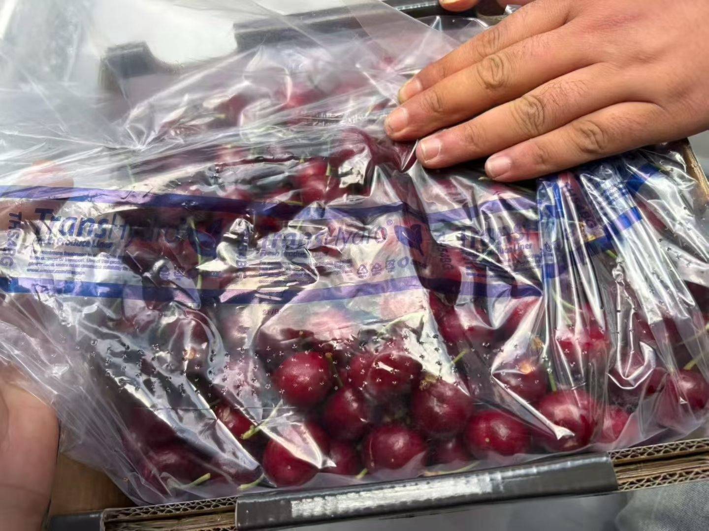 皇冠信用網登2代理
_武汉第一波智利车厘子从1700元每件降至800元皇冠信用網登2代理
，有批发果商每天卖出1千斤，回应：主要流向高端客户