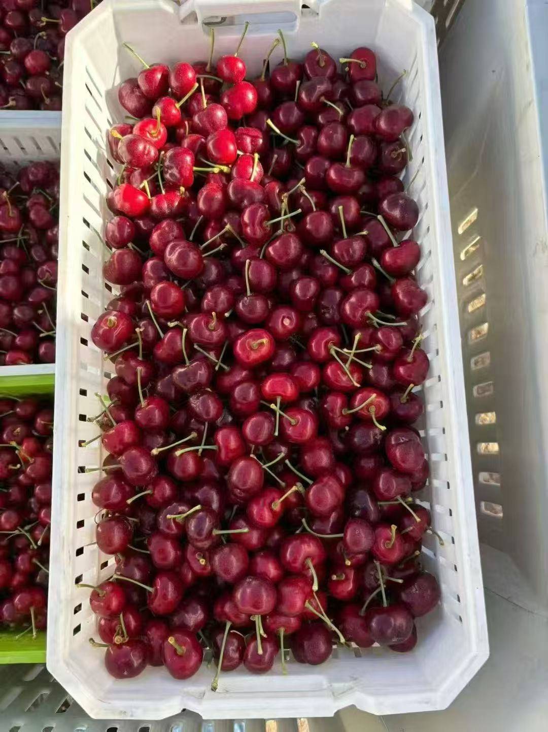 皇冠信用網登2代理
_武汉第一波智利车厘子从1700元每件降至800元皇冠信用網登2代理
，有批发果商每天卖出1千斤，回应：主要流向高端客户