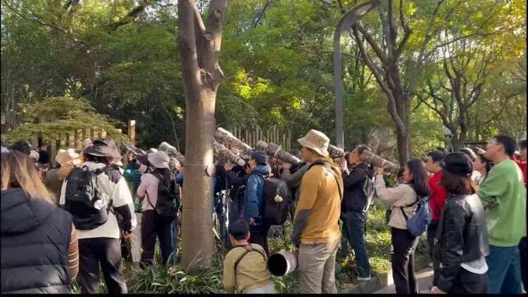 皇冠球网怎么做代理
_百年罕见！首次在上海被目击皇冠球网怎么做代理
，有人专门从北京“打飞的”赶来