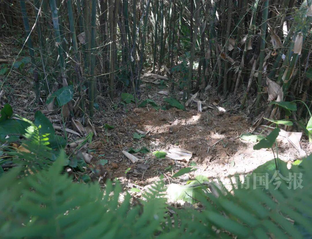 皇冠信用登2代理
_柳州钓鱼阿叔竹林挖蚯蚓皇冠信用登2代理
,竟挖出千年前的“大宝贝”!