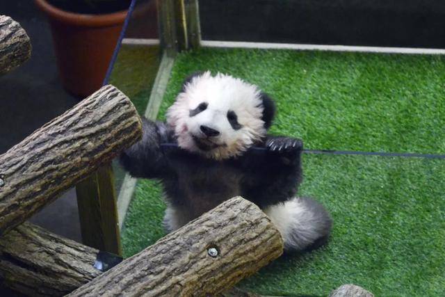 怎么申请皇冠信用网
_访华结束前怎么申请皇冠信用网
,马克龙把熊猫弄到手了