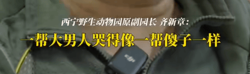 皇冠信用网结算日_“一群男人哭得像傻子!”雪豹“凌寒”脑梗复发死亡皇冠信用网结算日,原副园长:心脏停跳40分钟,没有一个人停下放弃