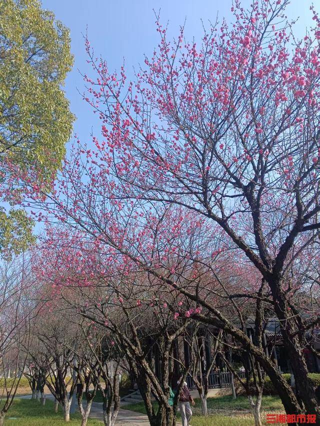 皇冠信用网平台_梅花开了!长沙“梅花季”提前报到皇冠信用网平台,这份赏梅攻略请收好